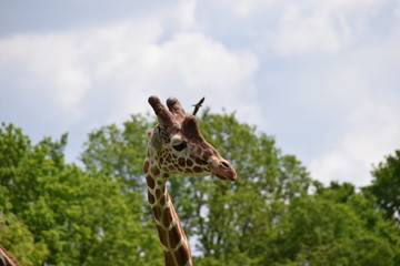 girafe