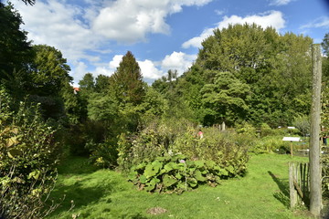 Fototapeta na wymiar Parcelles de plantes médicinales près des arbres de la forêt de Soignes aux Jardins Massart à Auderghem 