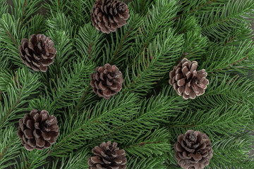 Background of christmas fir tree branches