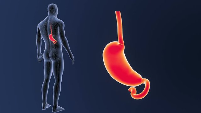Stomach zoom with Circulatory System
