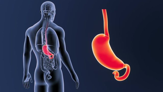 Stomach zoom with Organs