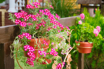 Fototapeta na wymiar Pink flowers outside in pots in summer geranium