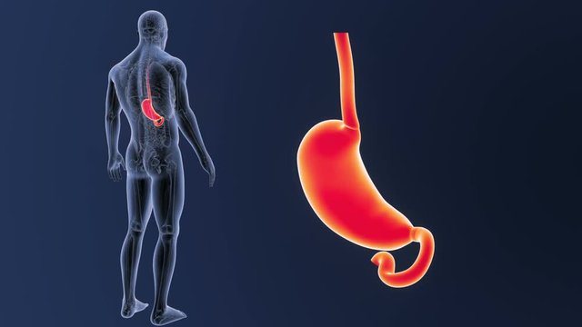Stomach zoom with Anatomy