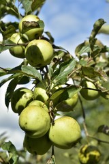 Les pommes du verger des Jardins Massart à Auderghem