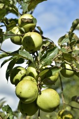 Les pommes du verger des Jardins Massart à Auderghem