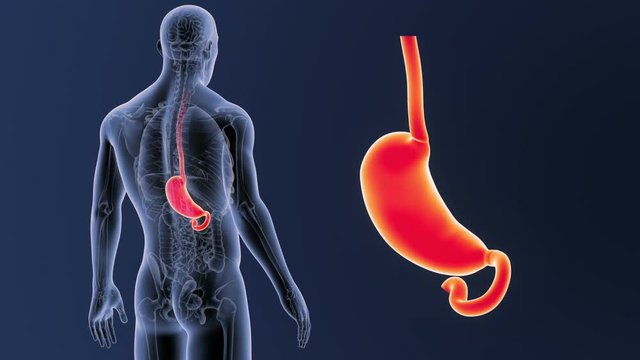 Stomach zoom with Anatomy