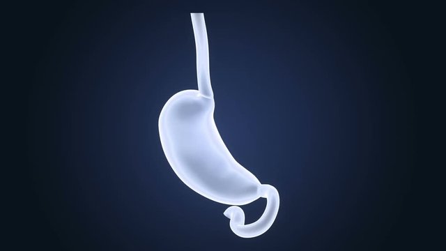 Stomach 