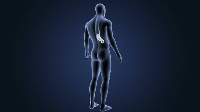 Stomach with Body