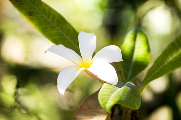 plumeria