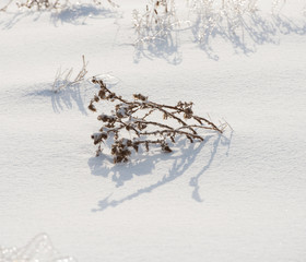 trail and traces in the snow