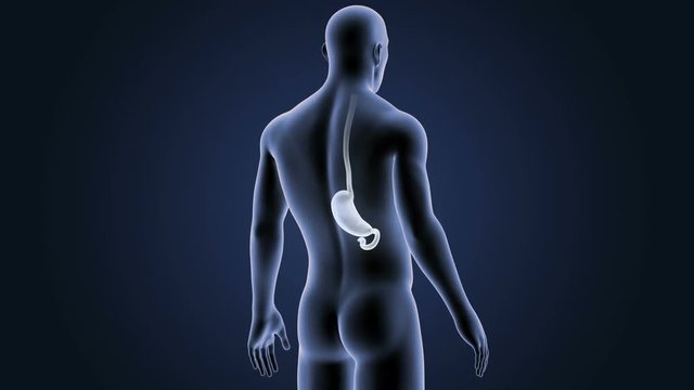 Stomach with Body