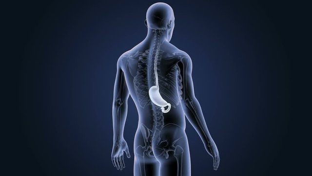 Stomach with Skeleton