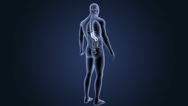 Stomach with Organs