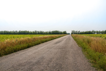 A dirt road along a sheltered forest belt