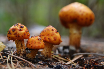 Mushrooms  in the forest