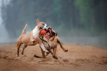 English bulldog and bull Terrier play with a ball