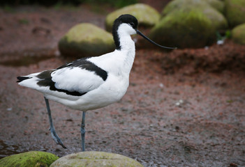 Avocet