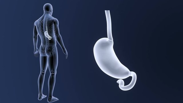 Stomach zoom with Skeleton