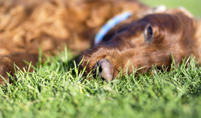 Cute sleepy Irish Setter dog lying in the grass