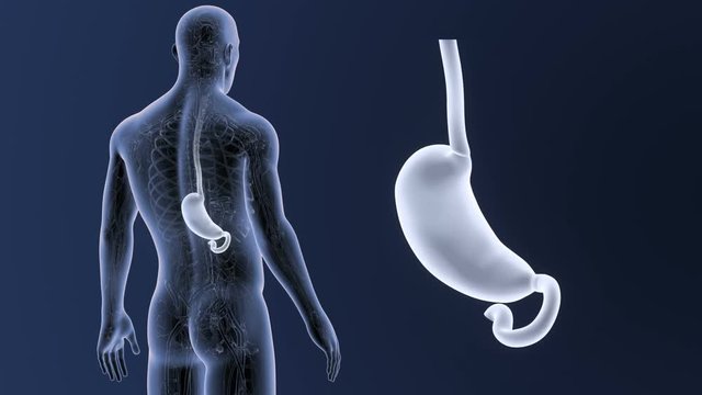 Stomach zoom with Circulatory System