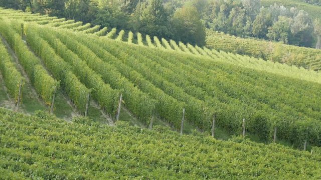Uva Brachetto d'Acqui nelle Langhe