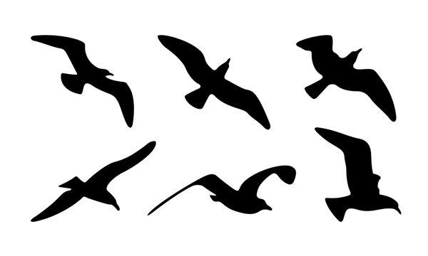 Seagulls Silhouettes. Vector Illustration of Seagulls Silhouettes.