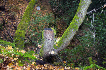 Armstrong Redwoods State Natural Reserve, California,  United States - to preserve 805 acres (326 ha) of coast redwoods (Sequoia sempervirens). The reserve is located in Sonoma County, Guerneville.