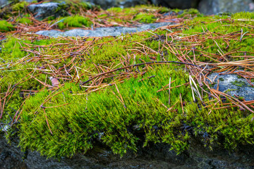 Moss growing on a granite slab.
