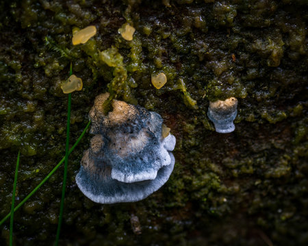 Oligoporus Caesius, a type of slime mold.