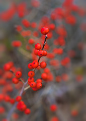 Winterberries or deciduous holly growing wild in a Canadian wetland.
