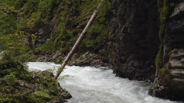 View of the Radovna River flowing through the Vintgar Gorge past a single fallen tree stripped of all branches.