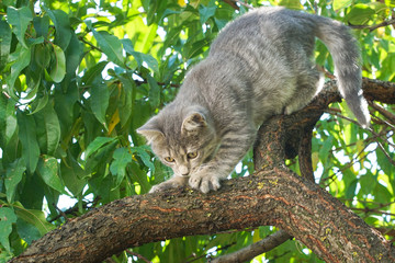 Gray cat on tree