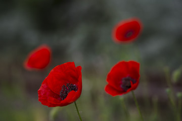 Field of poppies