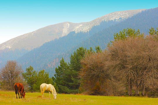 atlar ve manzara