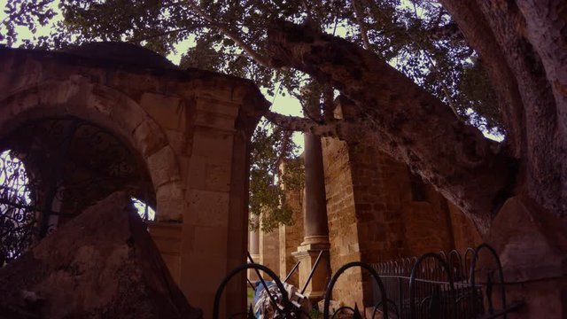 Ficus Sycomorus 1299 and ancient buildings in the center of Famagusta