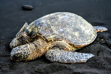 Turtle on black sand