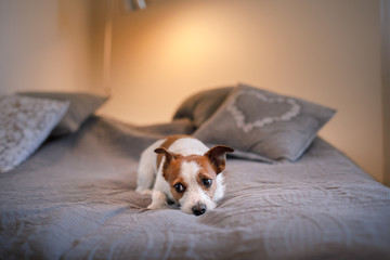 Dog Jack Russell Terrier lying on the bed