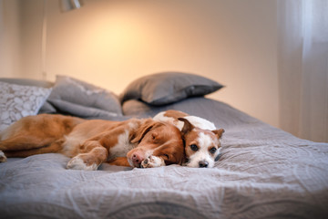 Dog Jack Russell Terrier and Nova Scotia duck tolling Retriever lying on the bed