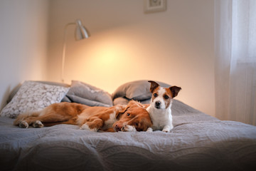 Dog Jack Russell Terrier and Nova Scotia duck tolling Retriever lying on the bed