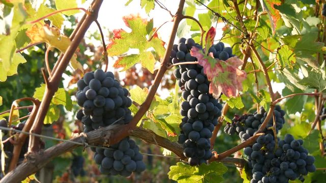 Vigneti e coltivazioni di uva Nebbiolo nelle Langhe