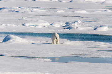 Polar bear on the pack ice