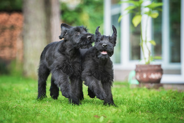Giant schnauzer puppies playing in the yard