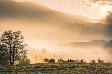 Thick fogg in wilderness of Carpathian Mountains