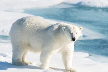 Papier Peint photo autocollant Ours polaire Polar bear on the pack ice