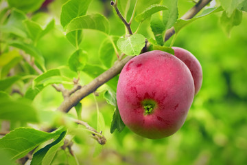 Red apples on branches with green leaves