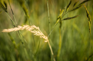 Fototapeta premium Arista of golden grass isolated on blurred background