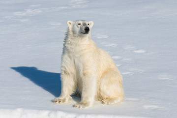 Obraz na płótnie Canvas Polar bear sitting