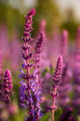 Lavender flower blooming outdoors