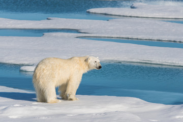 Polar bear on the pack ice