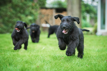 Happy giant schnauzer puppies playing in the yard